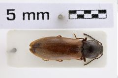 Foto (Dorsalansicht) von Calamboganus abscondidus (NHMW-ZOO-COL-0007896)